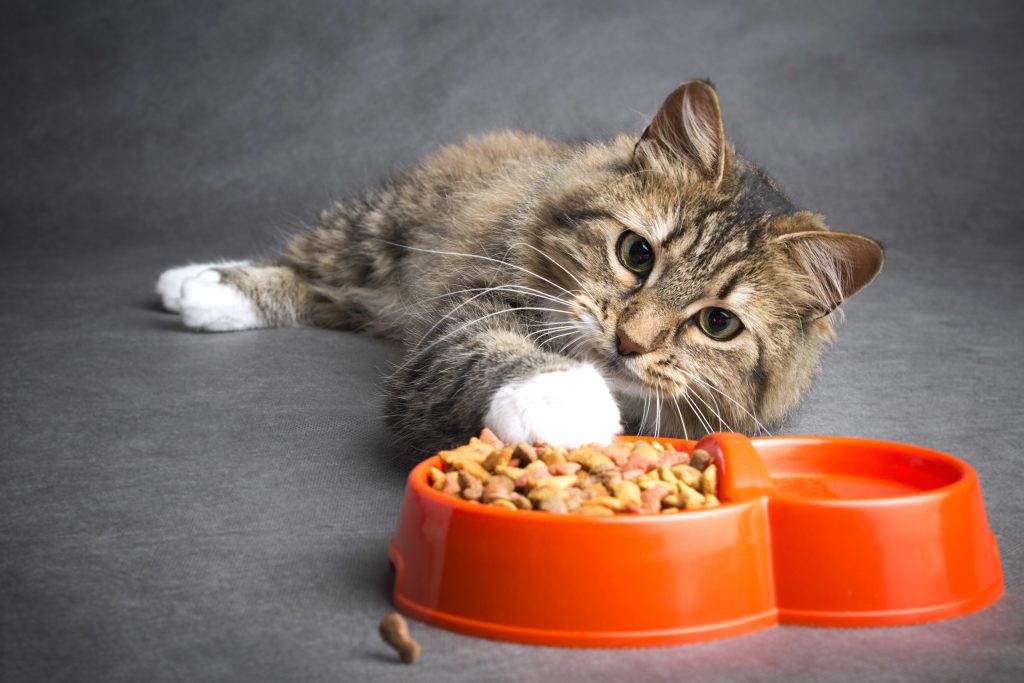 HERE IS WHY TAPIOCA IN CAT FOOD IS IMPORTANT Abimexco