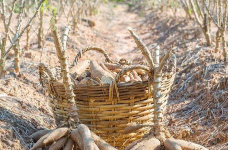 Tapioca Starch as a Renewable Resource: A Case for Green Manufacturing