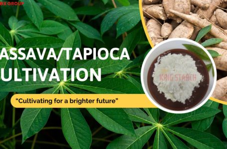 Sustainability Practices in Tapioca Cultivation and Processing