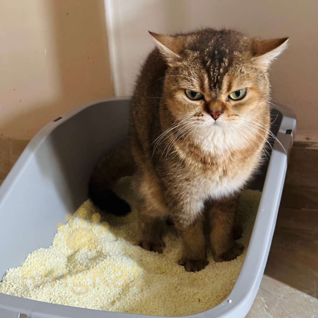 cassava cat litter