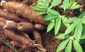 Sustainable Agriculture